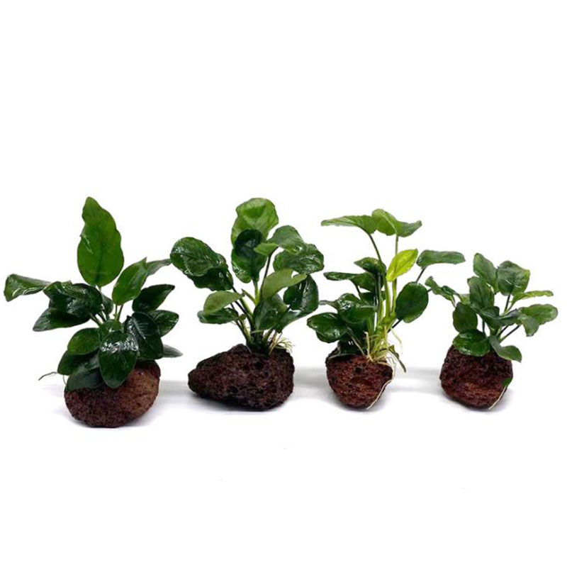 Volcanic Aquarium Decoration F - Live Plant Aquarium review and price