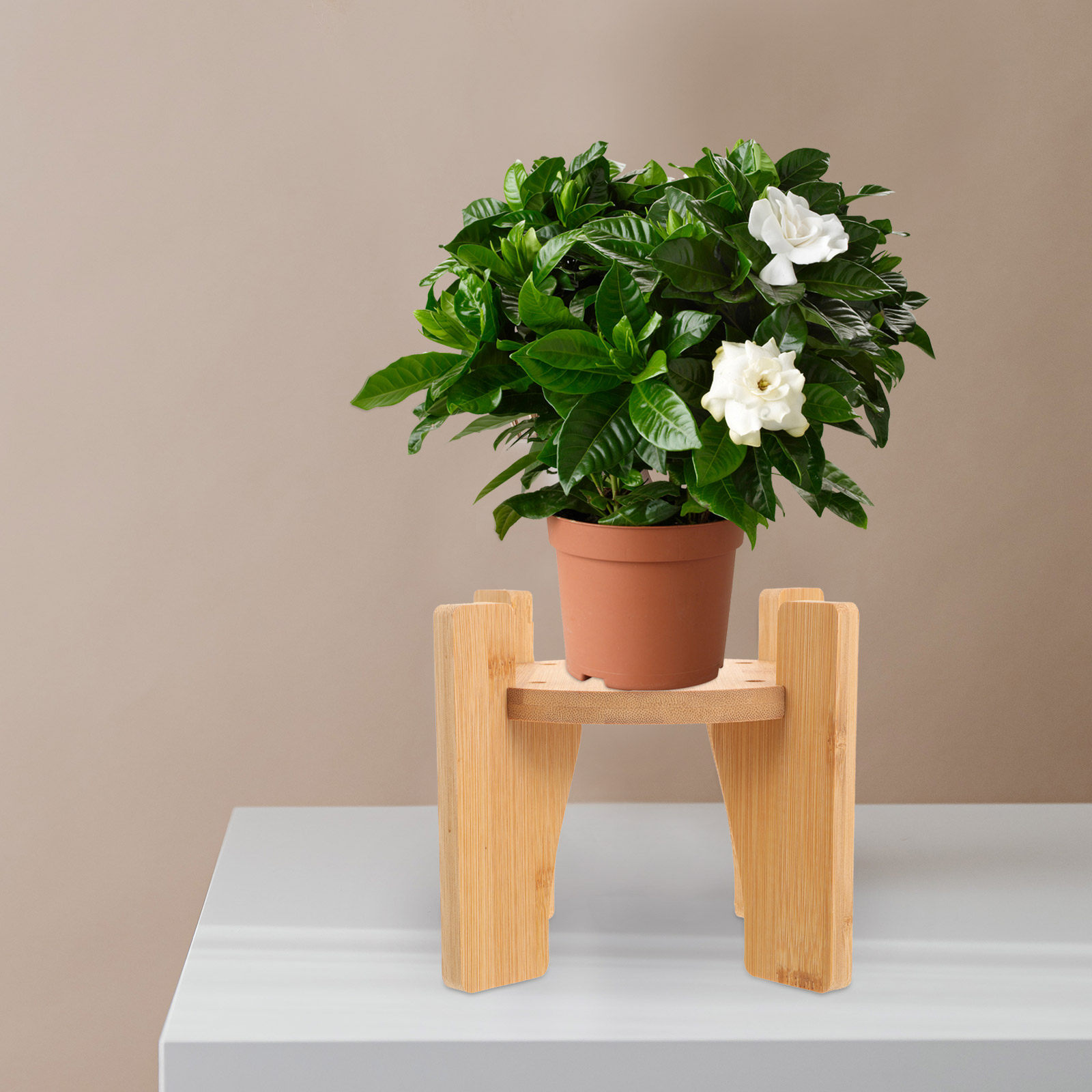 Wooden Drink Dispenser Stand R - Planted Tank review and price